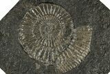 Dactylioceras Ammonite Fossil - Posidonia Shale, Germany #304958-1